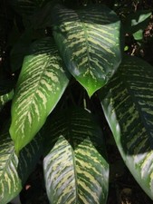 Live variegated dieffenbachia for sale  USA
