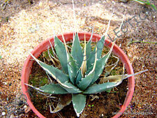 Rare agave utahensis for sale  Shipping to Ireland