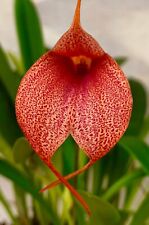 Masdevallia fire jaguar usato  Spedire a Italy