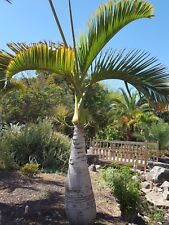 Palmera Botella Hyophorbe Lagenicaulis 10 semillas, usado segunda mano  Embacar hacia Argentina