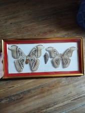 Couple attacus atlas d'occasion  Rethel