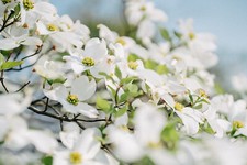 Flowering dogwood seeds for sale  Cedar Park