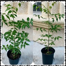 Neem tree tall for sale  Tampa