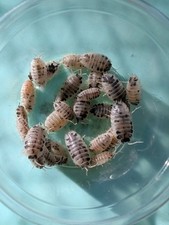 Dairy cow porcellio for sale  Lafayette