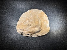 Enchodus gangue jaw d'occasion  Expédié en Belgium