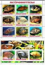 astronotus usato astronotus usato Spedire a Italy