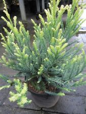 Sequoia sempervirens adpressa gebraucht kaufen  Zetel