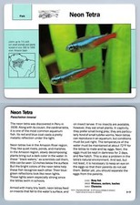 Neon tetra 3.17 for sale  SLEAFORD