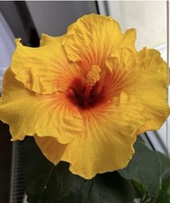 Hibiskus hibiscus rosa gebraucht kaufen  Bad Freienwalde (Oder)