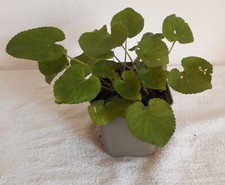 Duftveilchen märzveilchen woh gebraucht kaufen Duftveilchen märzveilchen woh gebraucht kaufen  Kemnath