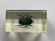 Japanischer rosenkäfer mini gebraucht kaufen  Neumünster