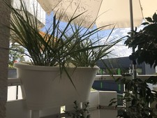 Blumentopf corsica flower gebraucht kaufen  Hagen