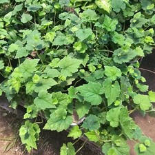 Piggyback plant tolmiea for sale  Covina