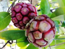 Kadsura coccinea kadsura for sale  ST. ASAPH