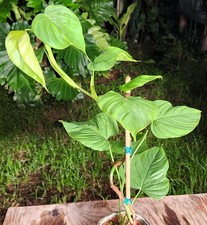 Philodendron smithii asperum for sale  Hollywood