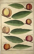 1729 pomona abricots d'occasion  Expédié en France