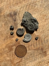 Pyrite ammonite fossils for sale  SOUTHSEA