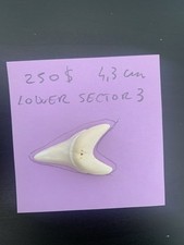 Shark tooth for sale  Winchester