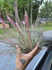 bromeliad plant for sale bromeliad plant for sale High Springs