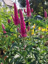 Veronica spicata first gebraucht kaufen  Brilon