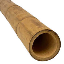 Natural thick bamboo for sale  MALDON