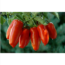 San marzano tomato usato  Trappeto