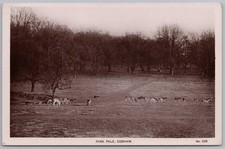 Cobham surrey deer for sale  GLASGOW