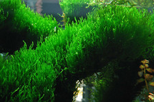 Flame moss taxiphyllum for sale  LONDON