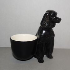 French poodle dog for sale  STEYNING