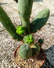 trichocereus bridgesii usato trichocereus bridgesii usato Vanzaghello