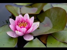 Rizomi ninfea rosa usato  Asti