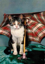 Katzen regenschirm gebraucht kaufen Katzen regenschirm gebraucht kaufen  Deutschland