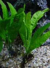 Bunch live aquarium for sale  DRONFIELD