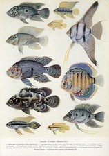 1930s aquarium fish d'occasion  Expédié en Belgium