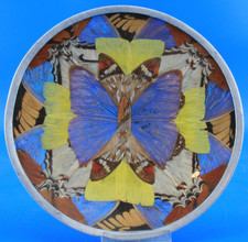 Schale schmetterling blue gebraucht kaufen  Lennestadt