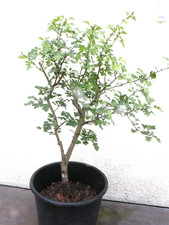 Bonsai utdoor weissdorn gebraucht kaufen  Neustadt a.d.Donau
