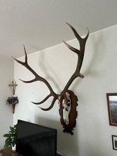 Hirschgeweih ender schönem gebraucht kaufen  Waghäusel