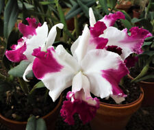 Rlc. chief gila. for sale  Sebring