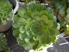 rose large succulent for sale  Lathrop