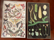 Millot encyclopedia butterflie for sale  San Francisco