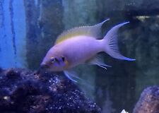 Live fish neolamprologus for sale  North Smithfield