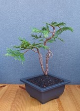 Bonsai prebonsai zypresse gebraucht kaufen  Braunfels