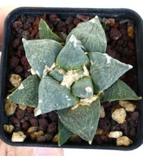 Ariocarpus retusus cavolfiore usato  Napoli