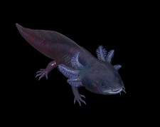 Fallout shadow axolotl d'occasion  Ploërmel