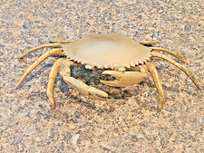 Vintage brass crab for sale  New Windsor