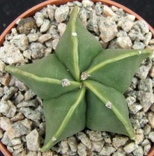 Astrophytum myriostigma nudum for sale  EASTBOURNE