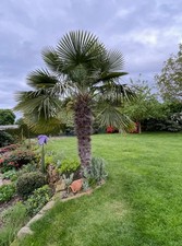Stk hanfpalme garten gebraucht kaufen  Lotte