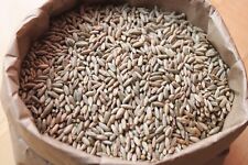 Lbs winter rye for sale  Pikeville