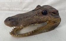 Real small alligator for sale  Rockford