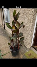 Canna plants for sale  STANFORD-LE-HOPE